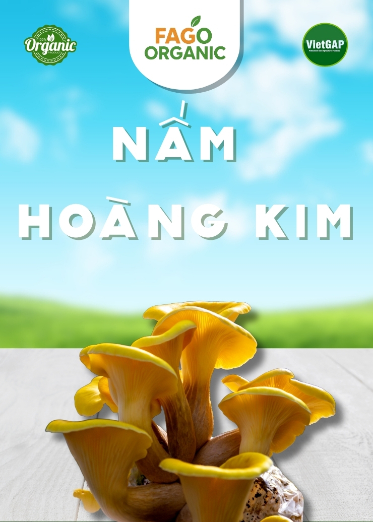 Nấm Hoàng Kim tươi (250g/Hộp)